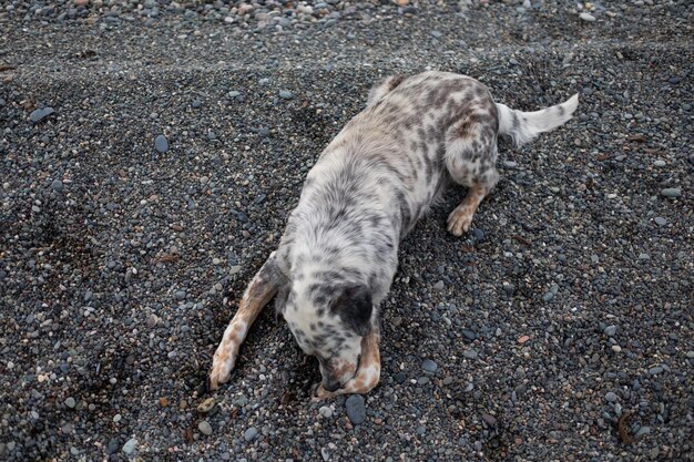 Un chien en forme et en bonne santé se reposant sur une plage