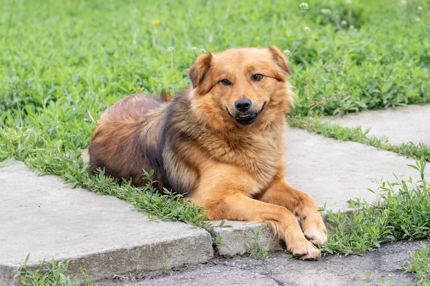 Chien à fourrure brune dans le jardin sur le trottoir parmi l'herbe verte