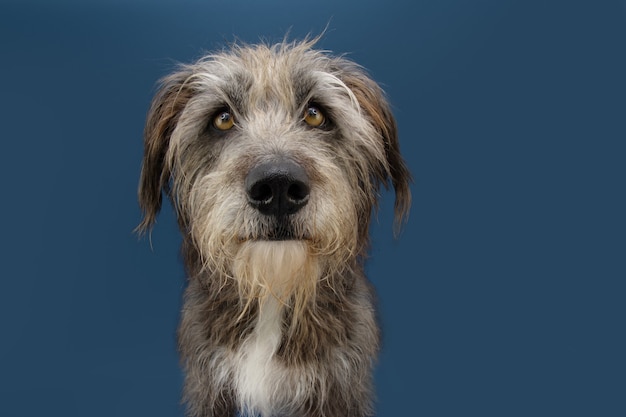 Chien à fourrure sérieux isolé sur bleu