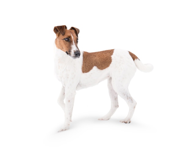 Un chien Fox Terrier est isolé sur fond blanc.