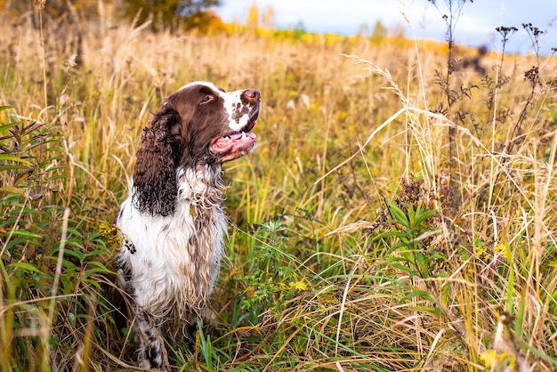 Le chien de fusil mouillé se trouve dans le champ d'automne de l'herbe sauvage.