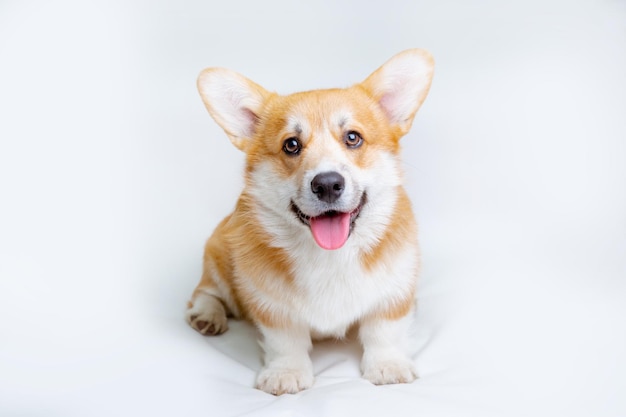 Un chien gallois corgi est assis sur un fond blanc