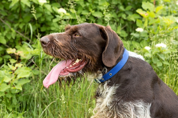 Chien de garde de chasse allemand drahthaar beau portrait de chien en été