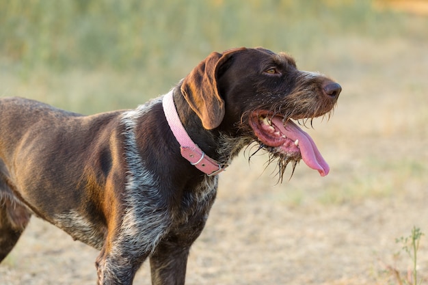 Chien de garde de chasse allemand drathaar, beau portrait de chien à la chasse.