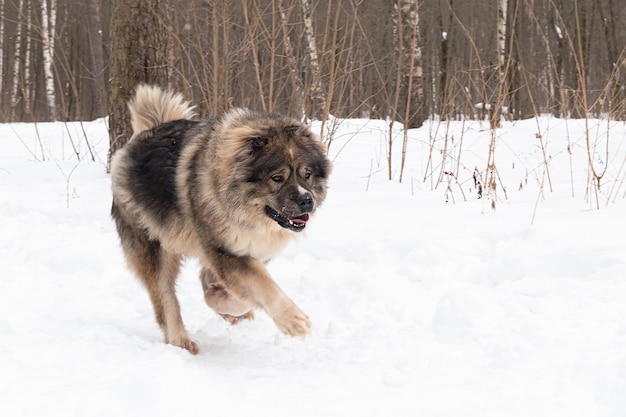 Un chien de garde dans un parc public