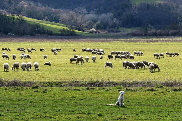 Photo chien de garde débutant