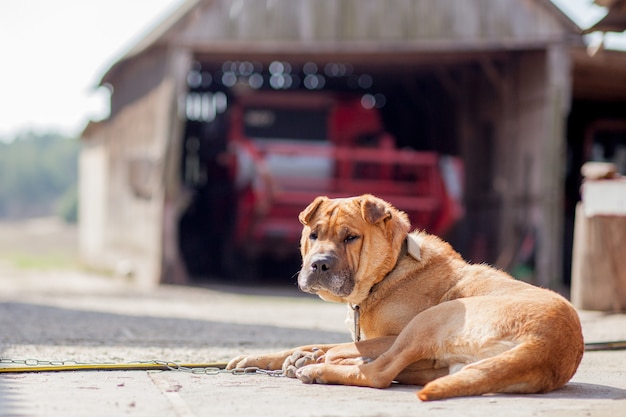 Le chien garde les machines agricoles dans la rue.