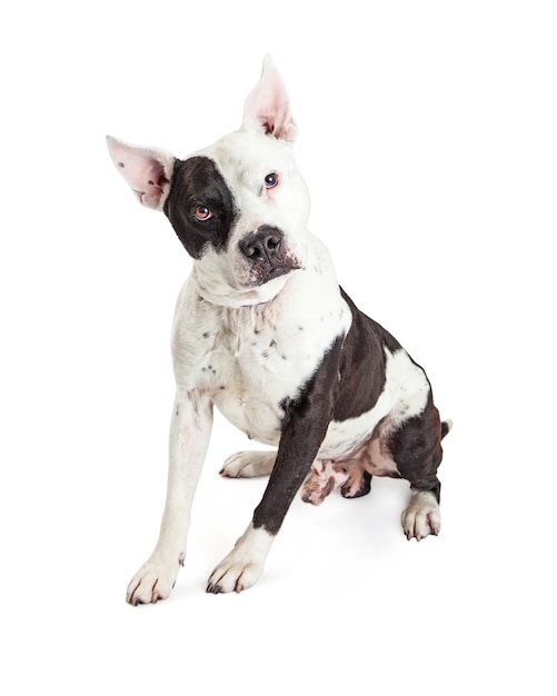 chien garde, pit-bull, sur, blanc