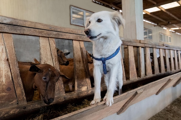 Chien de garde pour l'élevage ovin et caprin