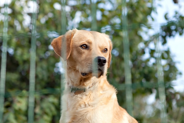 Chien de garde sérieux