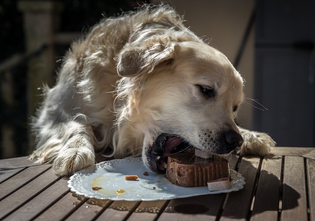 Photo chien avec gâteau