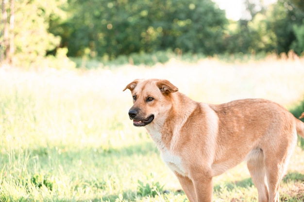 Chien de gingembre sans-abri élevé. Animal de compagnie du refuge. Parc d'été.