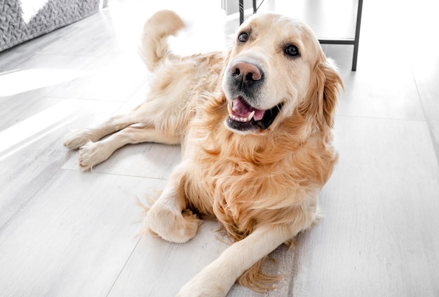 Chien golden retriever allongé sur le sol