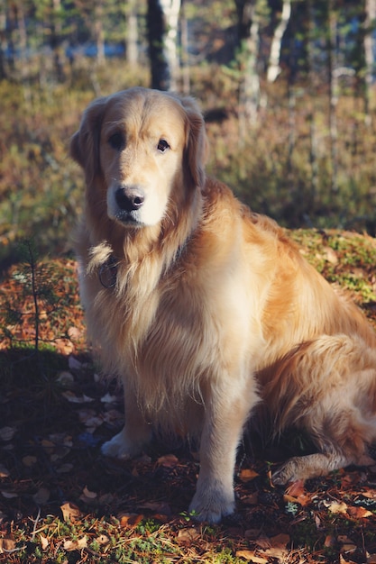 Chien Golden Retriever assis au soleil dans la forêt d'automne.