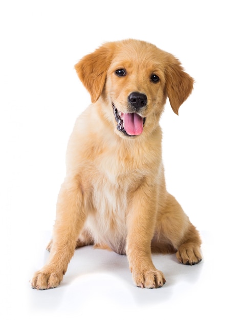 Chien Golden Retriever assis sur le sol, isolé