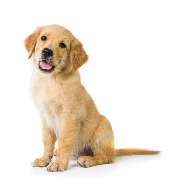 Photo chien golden retriever assis sur le sol, isolé