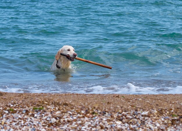 Chien golden retriever blanc sur la plage