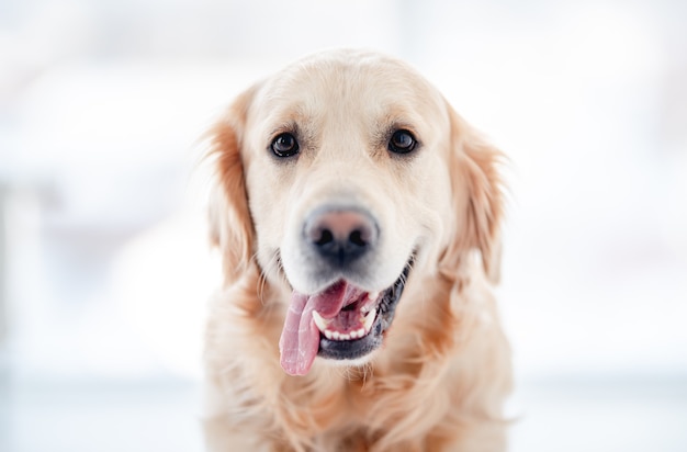 Chien Golden retriever avec la bouche ouverte regardant la caméra isolée sur blanc