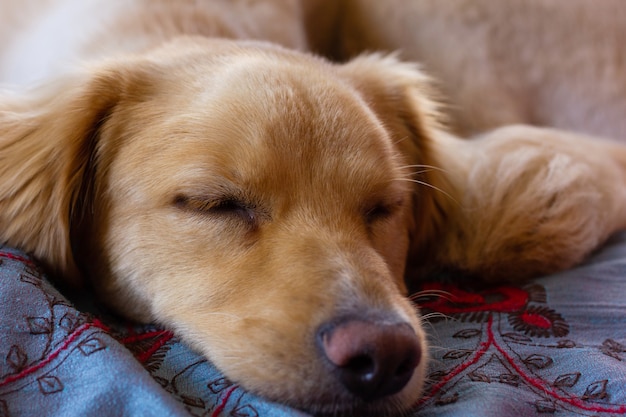 Chien golden retriever brun clair dort couché dans son lit Accueil animal de compagnie au repos