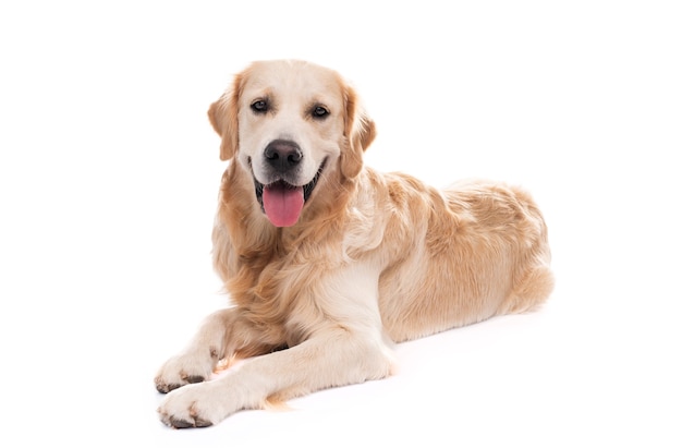 Chien Golden retriever couché isolé sur fond blanc