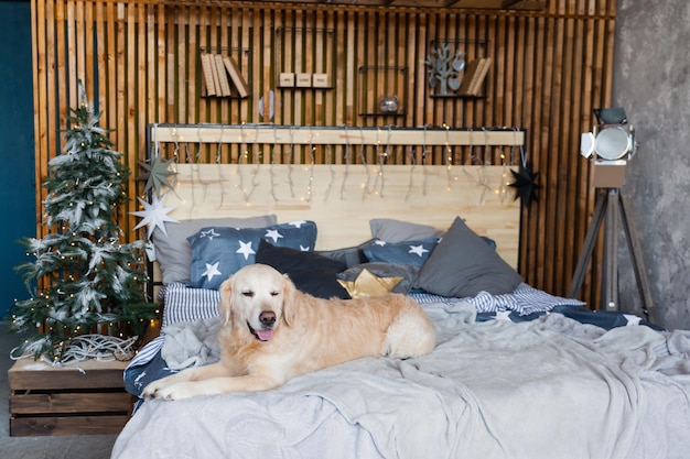 Chien Golden retriever dans une chambre de style scandinave