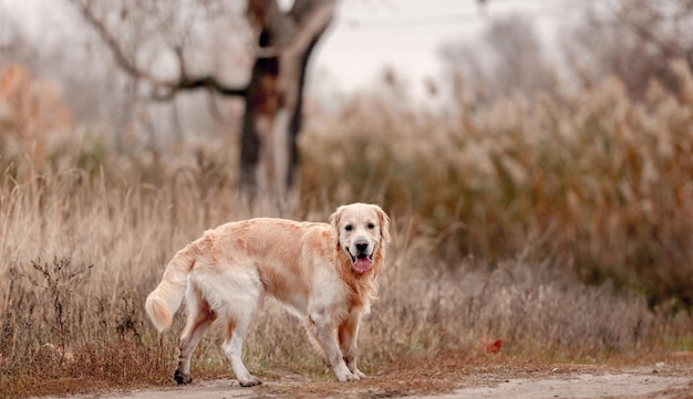 Chien Golden retriever dans la forêt d'automne