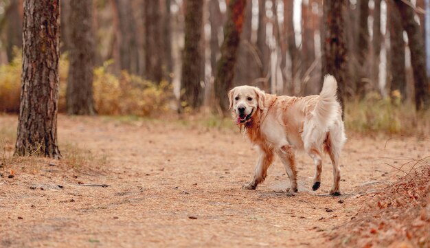 Chien Golden retriever dans la forêt d'automne