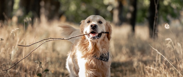 Photo chien golden retriever dans le parc d'automne