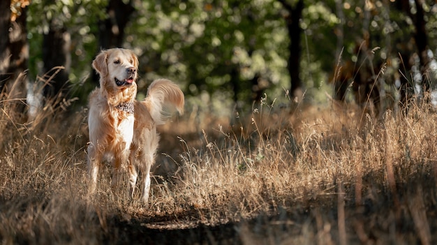 Photo chien golden retriever dans le parc d'automne