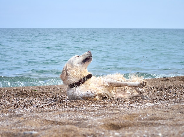 Chien golden retriever du labrador blanc sur la plage