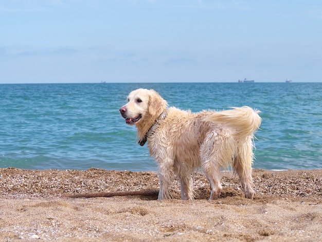 Chien golden retriever du labrador blanc sur la plage