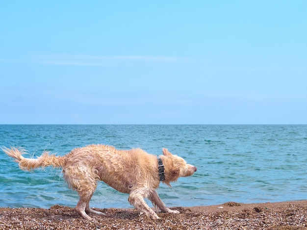 Chien golden retriever du labrador blanc sur la plage