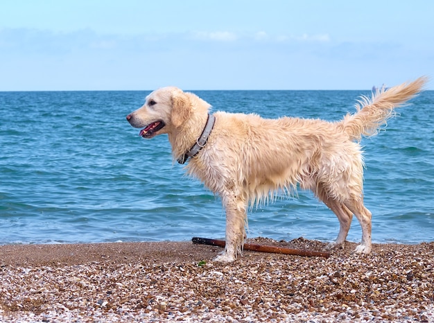 Chien golden retriever du labrador blanc sur la plage