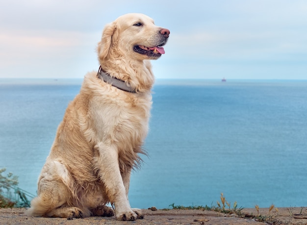 Photo chien golden retriever du labrador blanc sur la plage