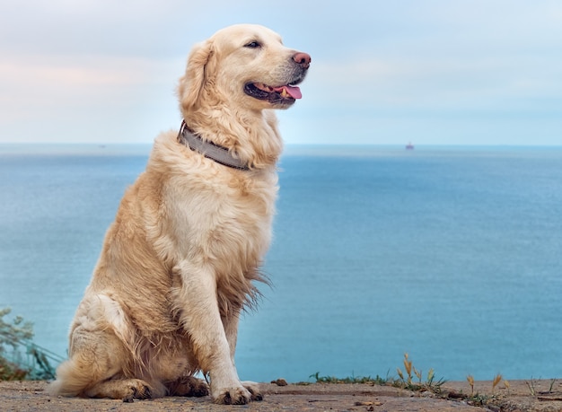 Chien golden retriever du labrador blanc sur la plage