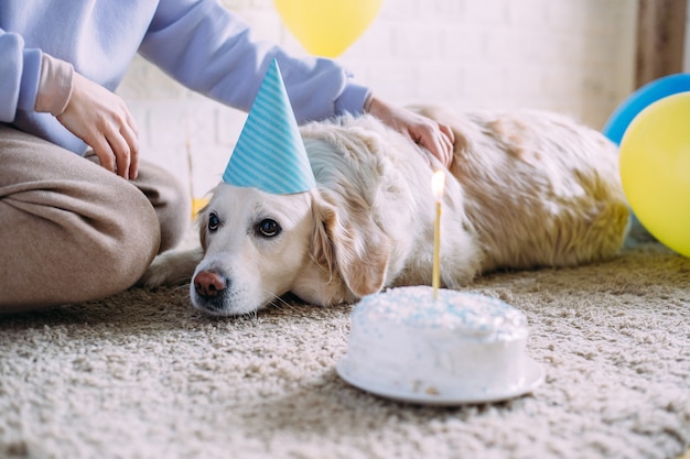 Le chien golden retriever du Labrador fête son anniversaire en casquette et avec un gâteau