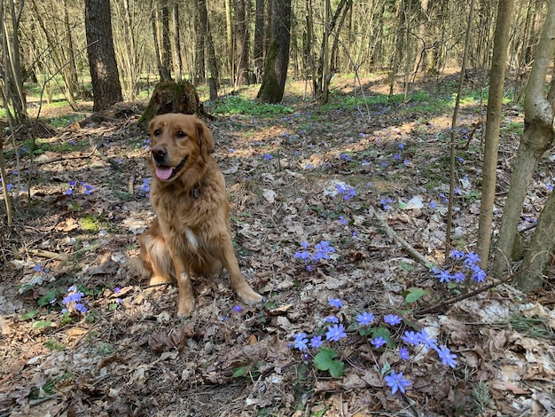 Chien golden retriever est assis dans la forêt en souriant dans une clairière de perce-neige