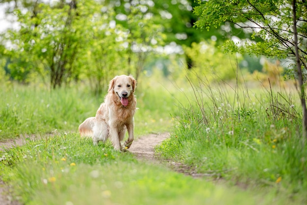 Chien Golden retriever à l'extérieur en été