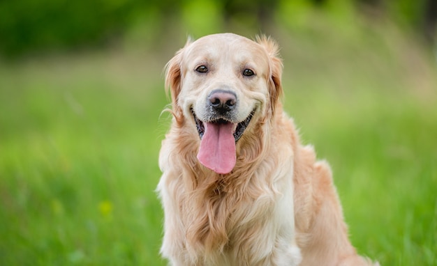 Chien Golden retriever à l'extérieur en été