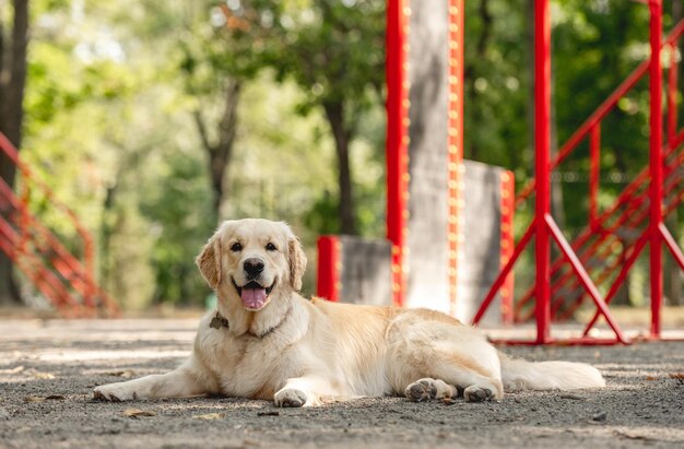 Chien Golden Retriever à L'extérieur