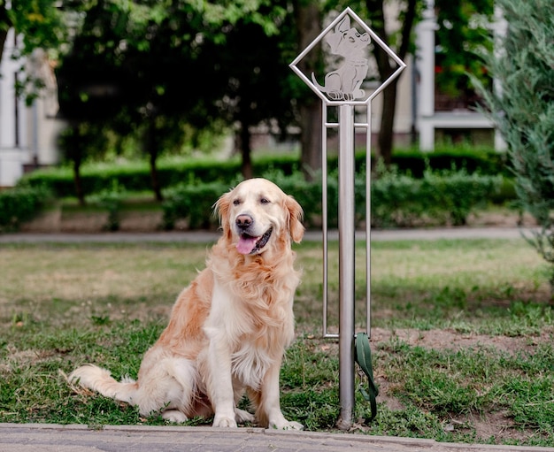 Chien Golden retriever à l'extérieur