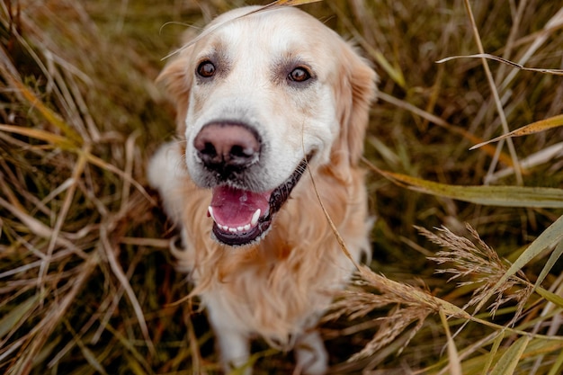 Chien Golden retriever à l'extérieur