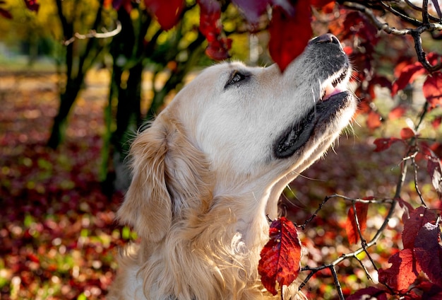 Chien Golden retriever à l'extérieur