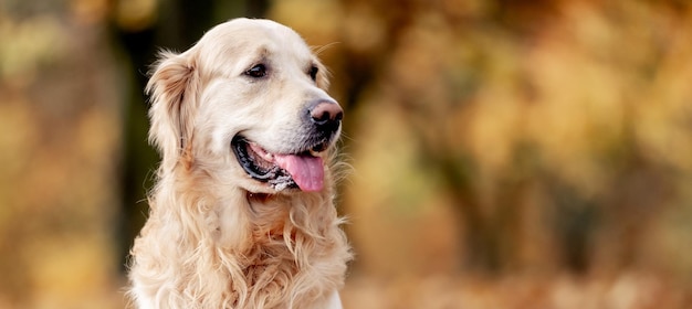 Chien Golden retriever à l'extérieur