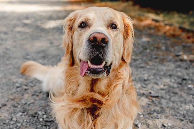 Chien Golden retriever à l'extérieur