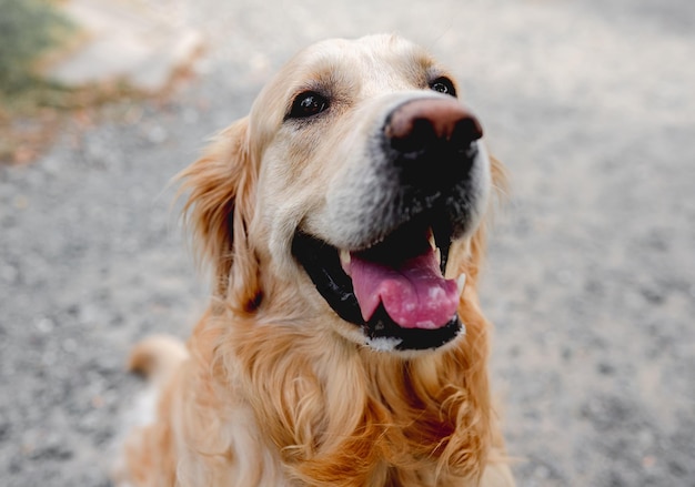 Chien Golden retriever à l'extérieur