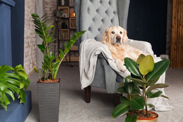 Chien Golden retriever sur fauteuil gris dans la maison de luxe ou le hall de l'hôtel