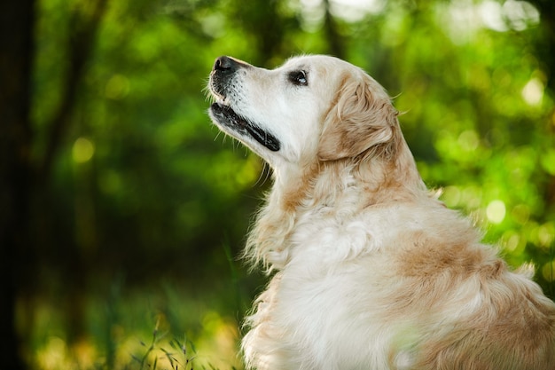 Chien Golden Retriever sur l'herbe verte