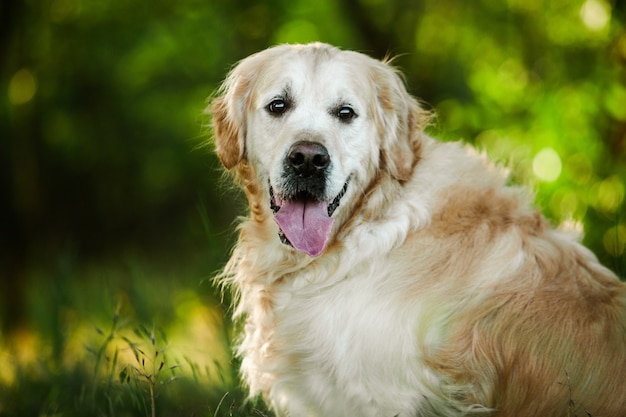 Chien Golden Retriever sur l'herbe verte