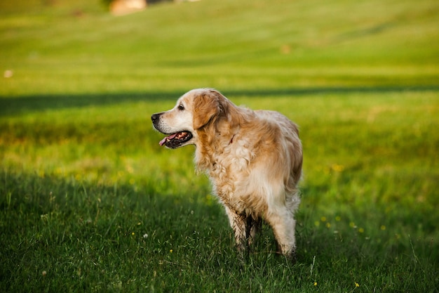 Chien Golden Retriever sur l'herbe verte